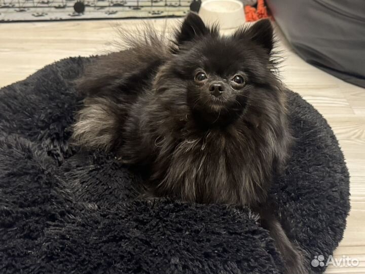 Добрый, послушай мальчик