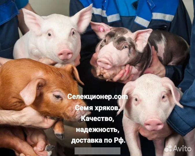 Семя хряка для лпх