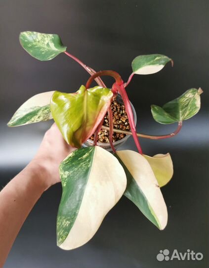 Филодендрон клубничный шейк