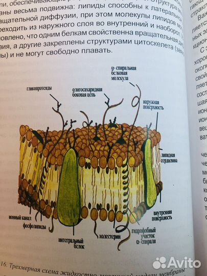 Физиология,Продам книги как устроено тело человека