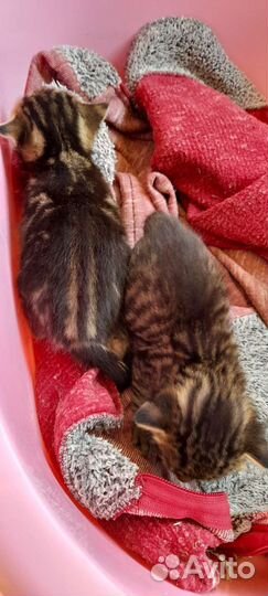 Бенгальская бесплатно