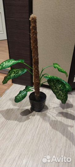 Диффенбахия