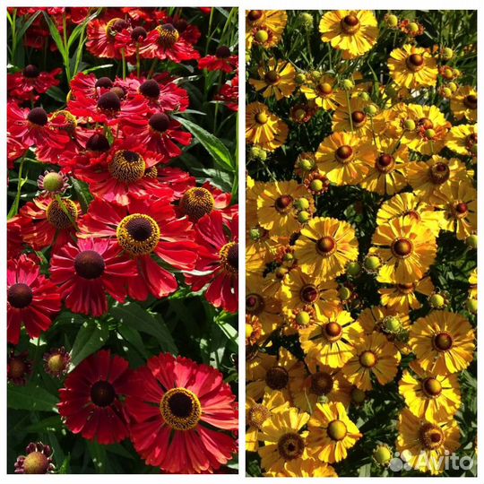 Садовые многолетние цветы