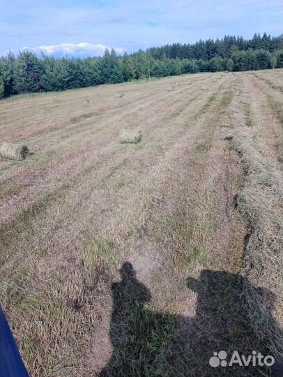 Продам сено в рулонах