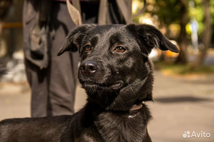 Николь малышка небольшая ищет дом Мампап найдись