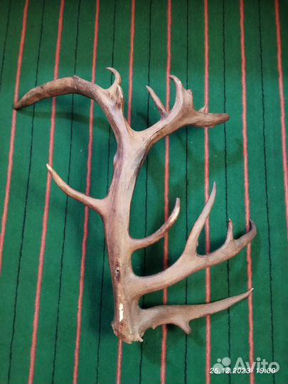 Рога оленя