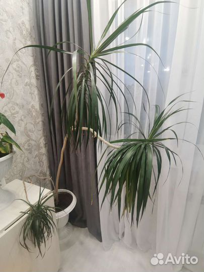 Комнатные цветы драцена