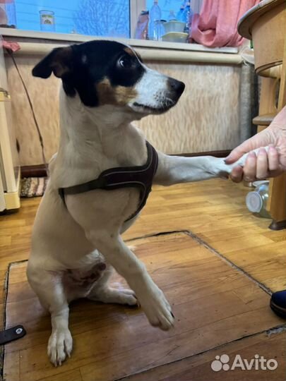 Джек рассел