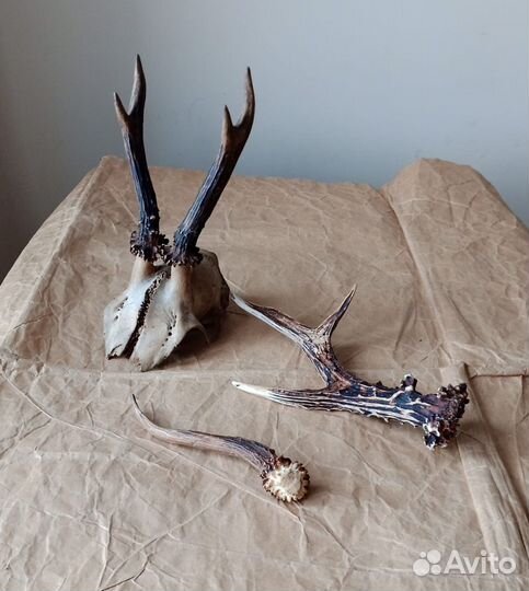 Рога косули