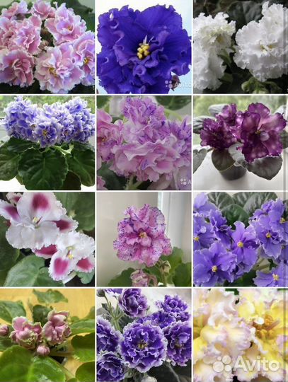Фиалка сортовая махровая гигантские цветы сенполии