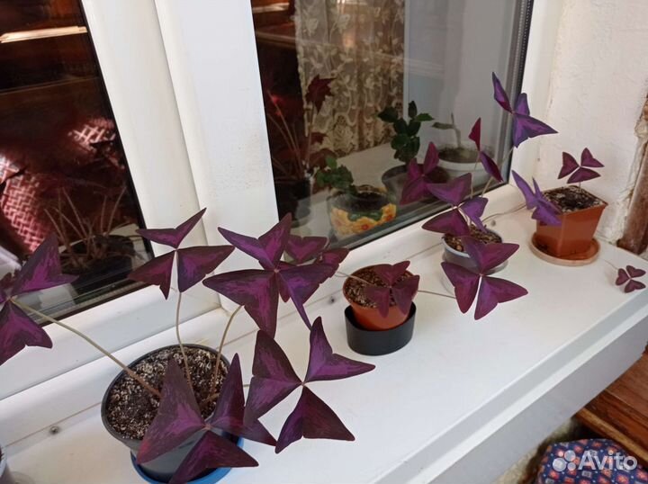 Кислица,Грифон, Вельвет,бегонии