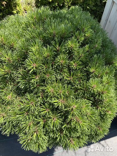 Сосна горная гнездо