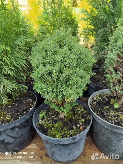 Туя смарагд