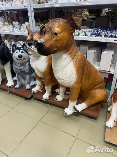 Собака стаффордширский терьер