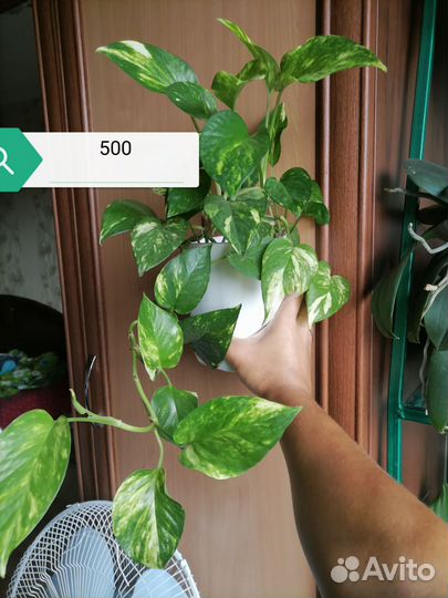 Комнатные цветы