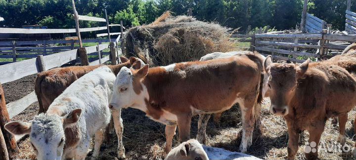 Бычки симменталы