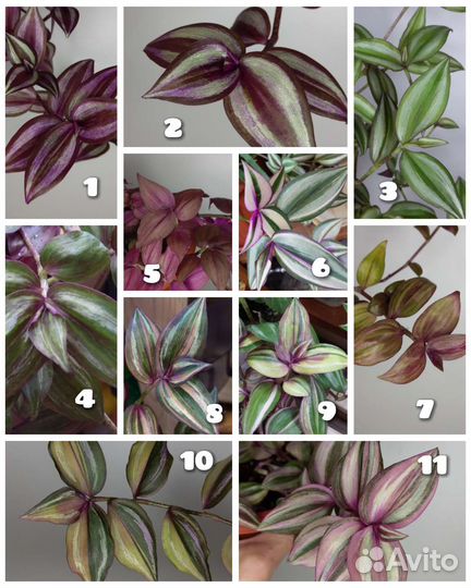 Традесканция 84 сорта