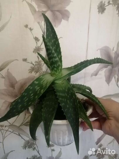 Алоэ вера цветы