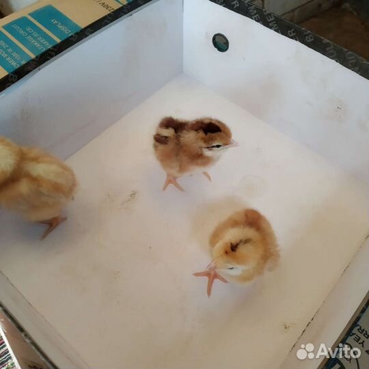 Цыплята суточные несушки