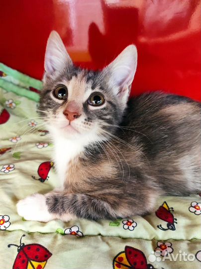 Трехцветное счастье ждет вас нежнее нежного