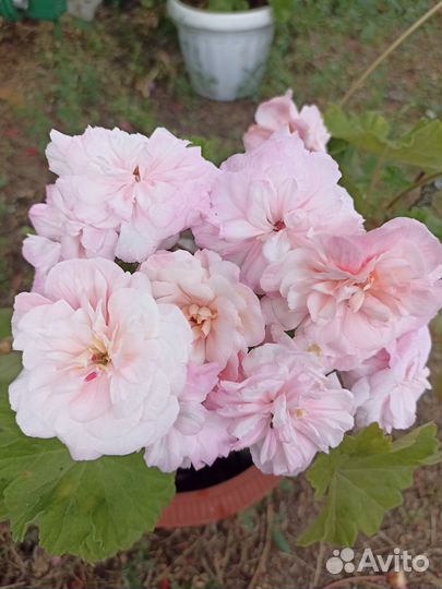 Пеларгонии