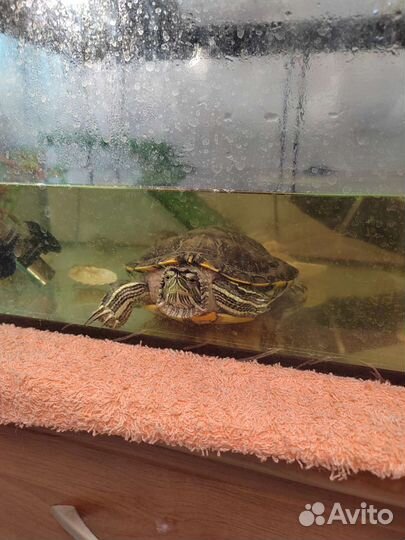 Черепаха