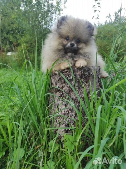 Померанский шпиц мини