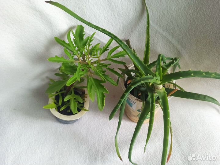 Комнатные цветы