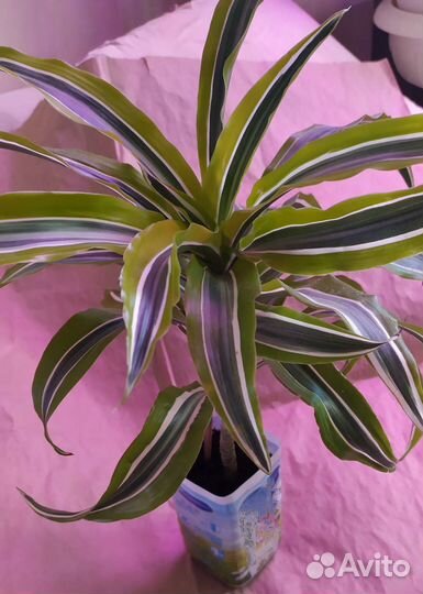 Драцена Лайм. Криптантус