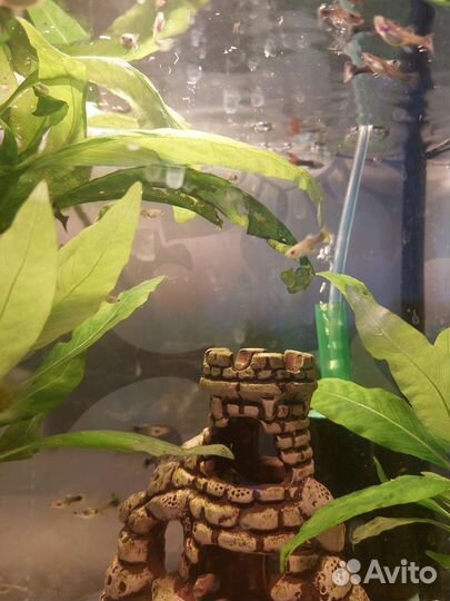 Аквариумные рыбки гуппи