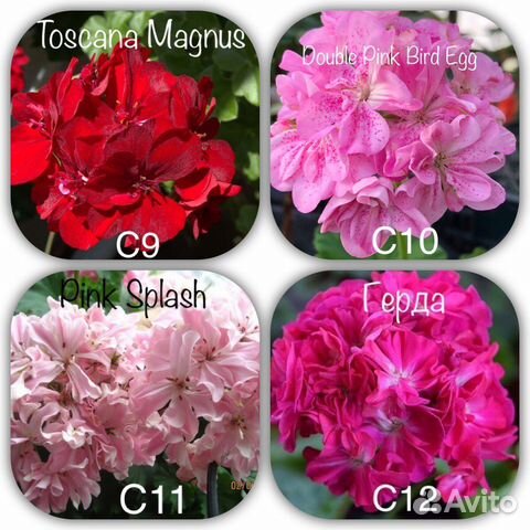 1. Герани (пеларгонии) зональные (сортовые) купить в Калининграде ...