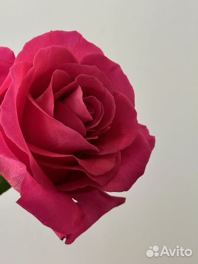 Роза ароматная