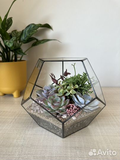 Флорариум в наличии