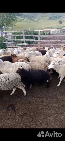 Овцы бараны ягнята