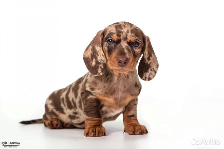 Мраморная такса