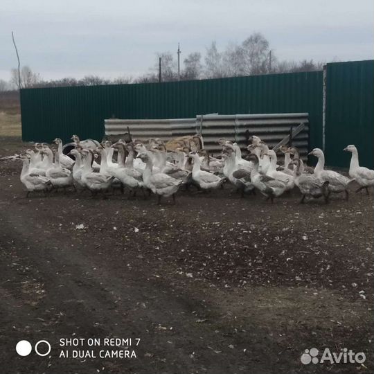 Гуси Холмогоры