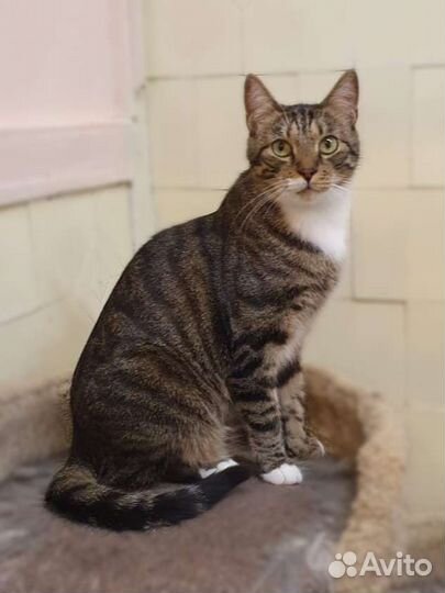 Ласковый Майкл