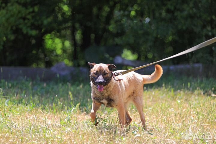 Щенок Вольт в добрые руки