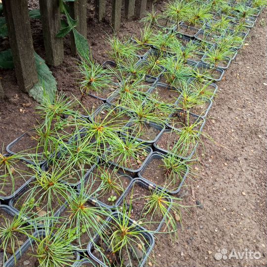 Сосна корейская (кедр корейский)