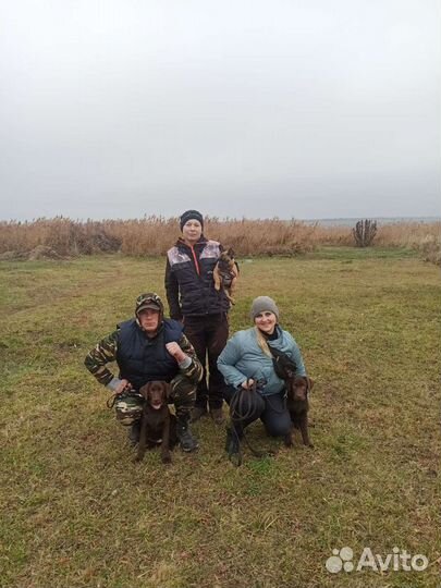 Дрессировка и передержка собак