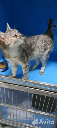 Стефочка в самые добрые руки