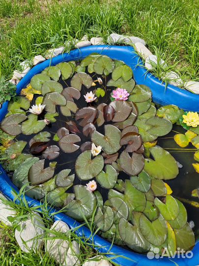 Нимфеи для пруда