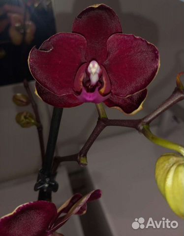 Тёмно-бордовая орхидея