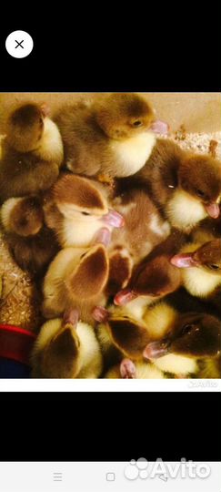 Индоутята муларды