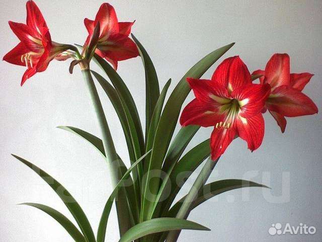 Гиппеаструм или амариллис