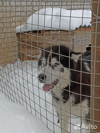 Домашние животные бесплатно собака Маламут