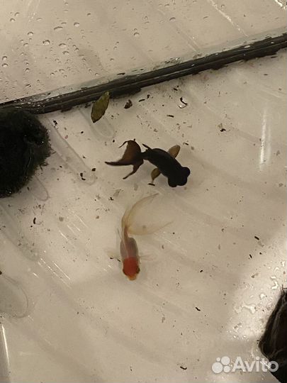 Рыбы аквариумные