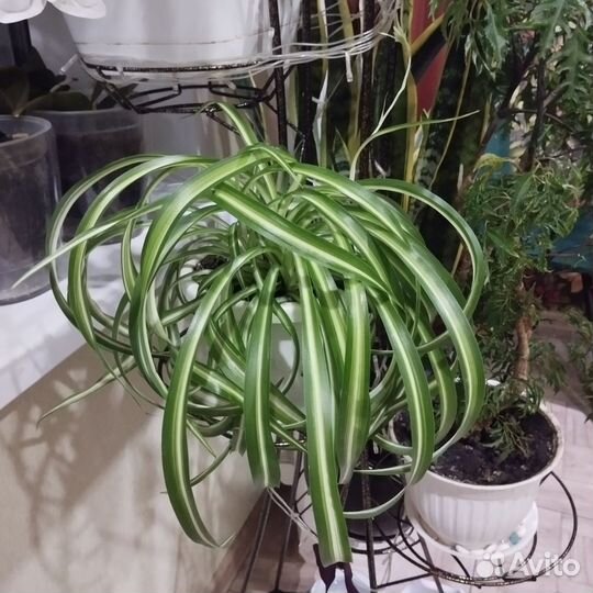 Хлорофитум кудрявый