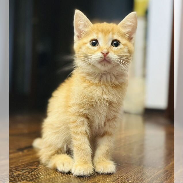 Котёнок в добрые руки