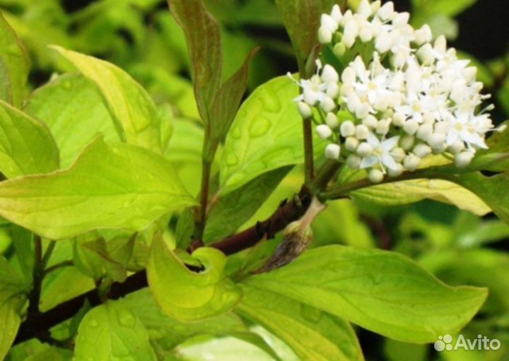 Дерен Аурея. Пираканта